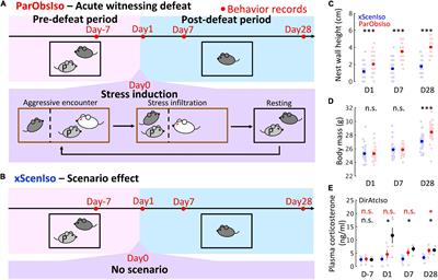 Social Relationship as a Factor for the Development of Stress Incubation in Adult Mice